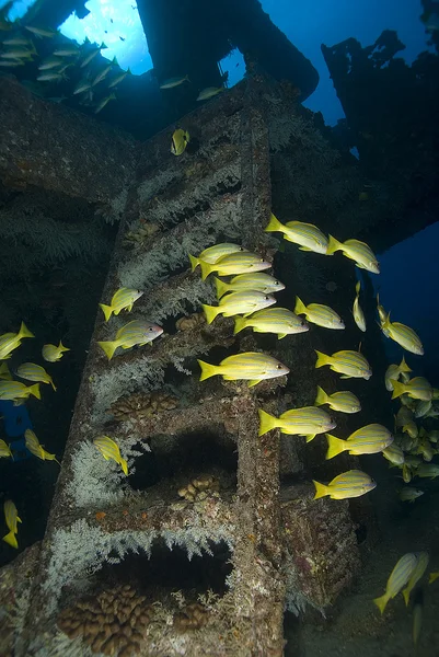 Жовтий snapper на Гаваях корабель крах — стокове фото