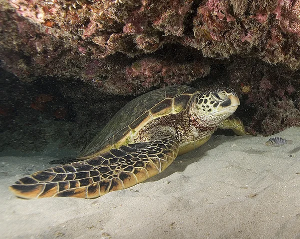 Turtle in hiding — Stock Photo, Image