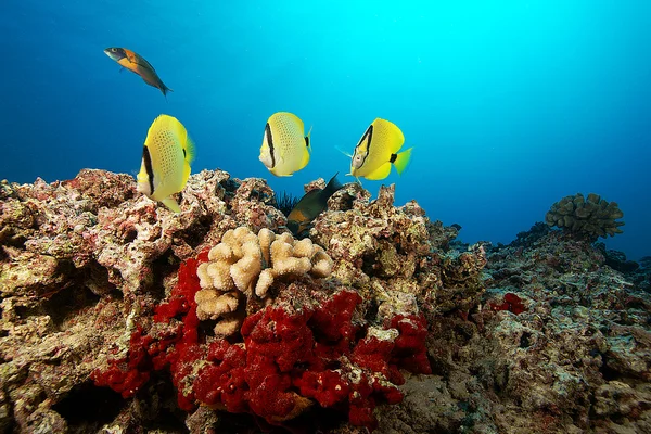 Fish on the reef — Stock Photo, Image