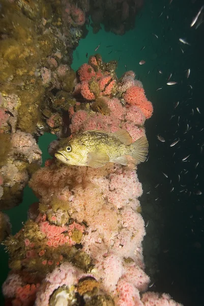 Rockfish nadando em Oil Rig — Fotografia de Stock