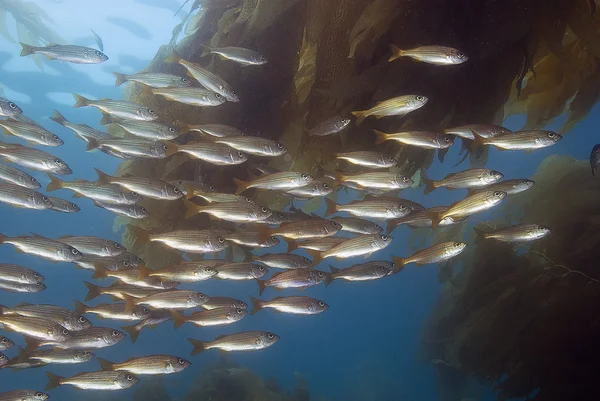 Escola de peixes — Fotografia de Stock