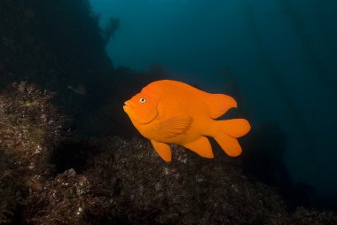 Pacific Ocean underwater fish and habitat clipart