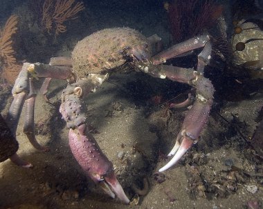 Kaliforniya reef yaratıklar