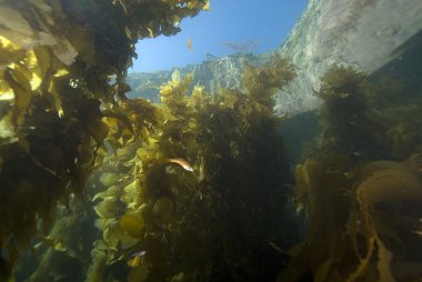 Pasifik Okyanusu esmer Su yosunu ormanının ve balık
