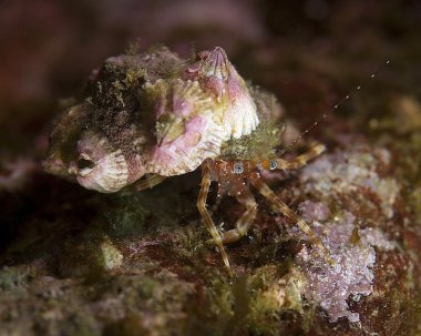 Pasifik Okyanusu balık ve deniz yaşamı