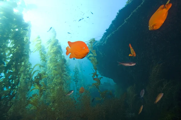 Océano Pacífico Kelp Forest — Foto de Stock