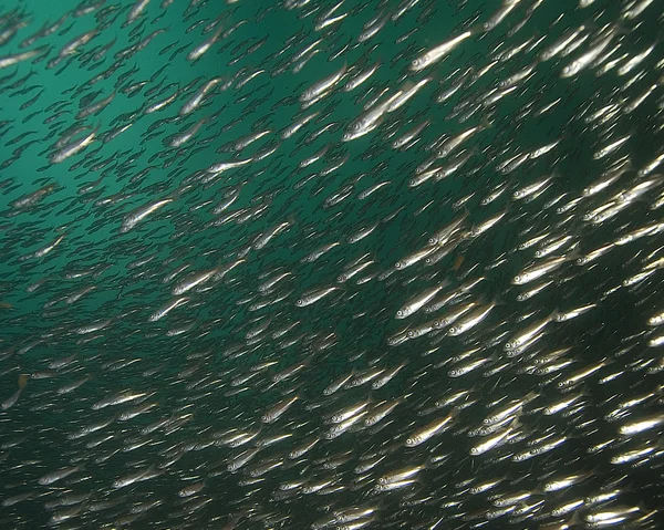 Escola de sardinhas — Fotografia de Stock
