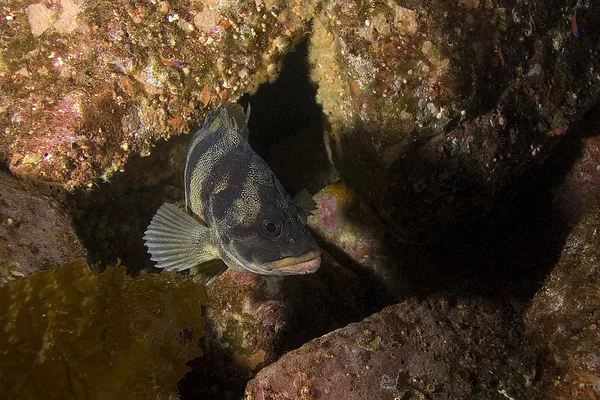 Pacific ocean podwodne ryba i siedlisk — Zdjęcie stockowe