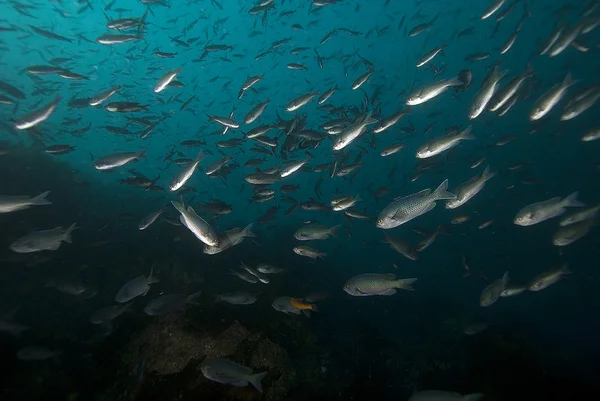 California Kelp Forest pescado — Foto de Stock