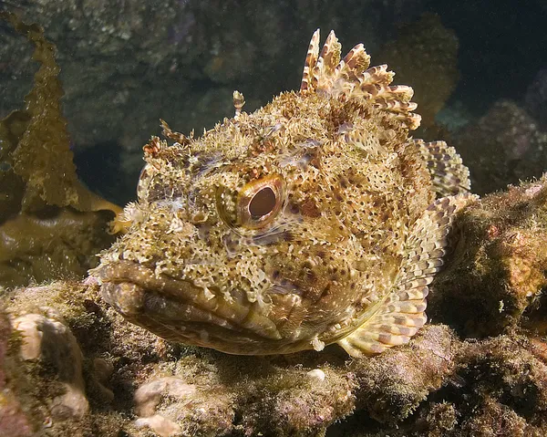 Pacific Ocean Reef fish — Stock Photo, Image