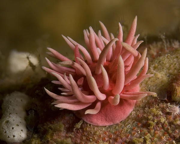 Océano Pacífico criaturas de arrecife — Foto de Stock