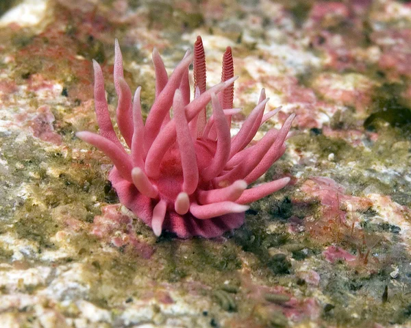 Creature della barriera corallina dell'Oceano Pacifico — Foto Stock