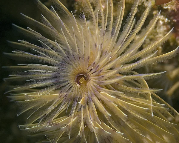 Océan Pacifique algues et poissons — Photo