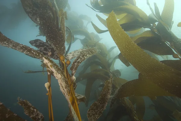 Pacific Ocean kelp forest and fish — Stock Photo, Image