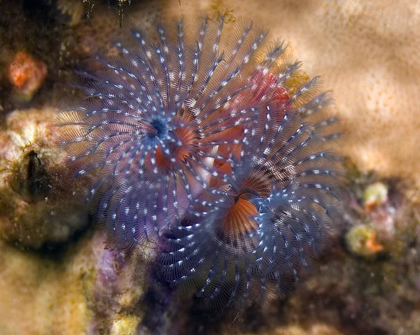 Pesci e vita marina dell'Oceano Pacifico — Foto Stock