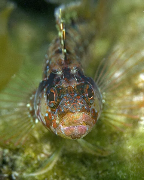 Pacific Ocean fish and sea life — Stock Photo, Image