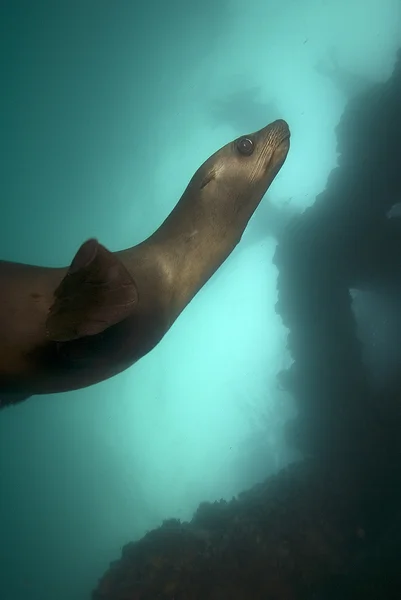 Oceano Pacífico animais e peixes de recifes subaquáticos — Fotografia de Stock