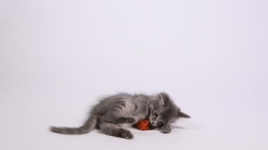 Küçük bir kedi kırmızı bir hediye kutusuyla oynar, patileriyle izole edilmiş beyaz bir zemin üzerinde tutar.