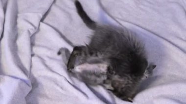 İki küçük sevimli kedi yavrusu yukarıdan gri bir battaniye manzarasında oynayıp ısırıyor..