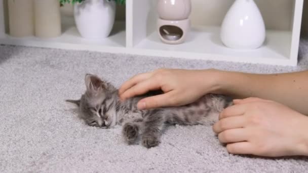 Las manos humanas de cerca acarician al gatito en la piel, el gato gira y disfruta del afecto. — Vídeos de Stock