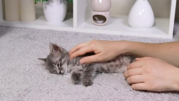 Human hands close-up stroke the kitten on the fur, the cat spins and enjoys affection. — Stock Video