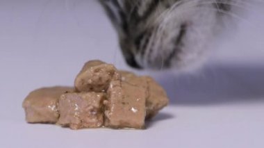Gri bir kedi yavrusu ıslak yiyeceği yalıyor, yemek yemeye çalışıyor..