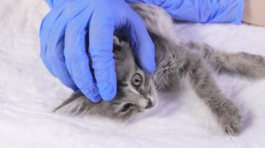Mavi eldivenli bir veteriner küçük gri hasta bir kedinin gözünü inceliyor..