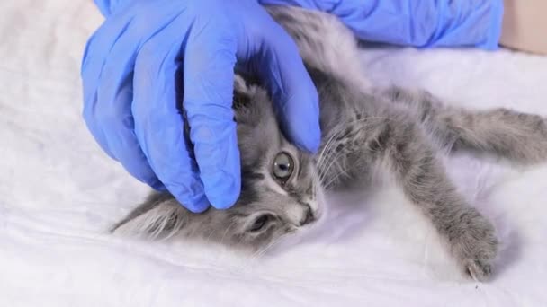 Ветеринар в синих перчатках осматривает глаз маленького серого больного котенка. — стоковое видео