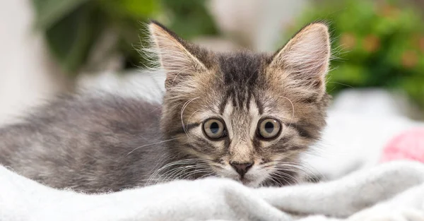 Dikkatli gri tüylü kedi yavrusu kameraya yakından bakar..