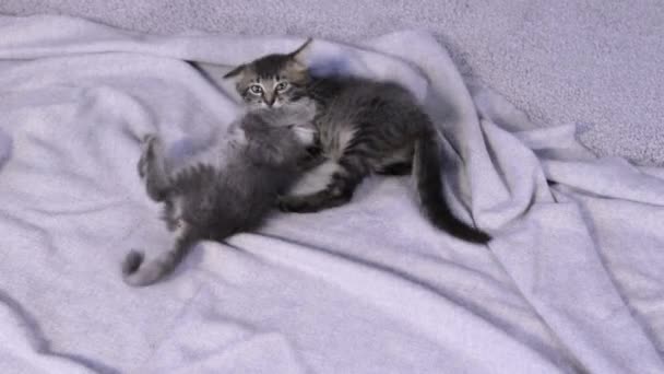 Dos gatitos pequeños lindos juegan y muerden en una vista de manta gris desde arriba. — Vídeos de Stock