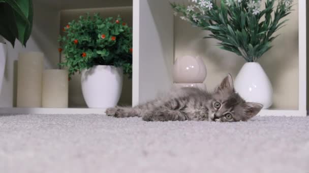 The gray kitten lies, sees the target, prepares for the jump, jumps and runs to the toy. — Stock Video