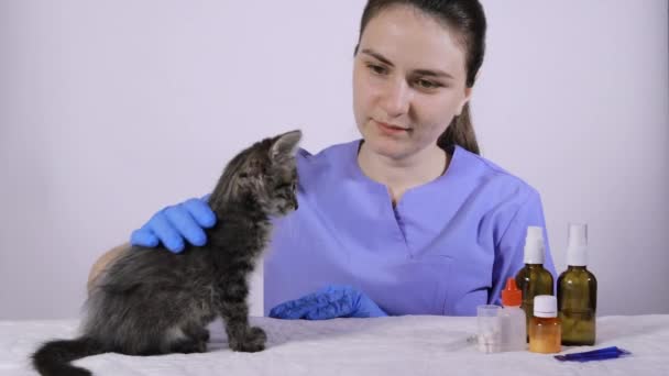Ветеринар гладит маленького серого котенка и улыбается.. — стоковое видео