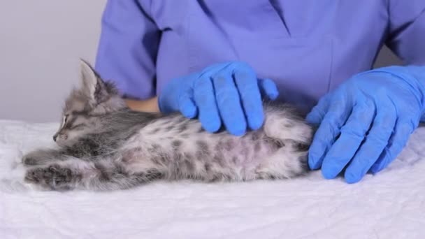 Een dierenarts in een blauw uniform en handschoenen strijkt een grijs katje en bereidt het voor op vaccinatie. — Stockvideo
