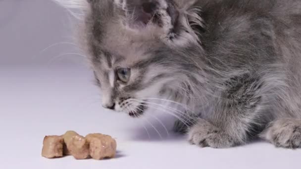 Котёнок ест мокрую пищу для маленьких котят крупным планом.. — стоковое видео
