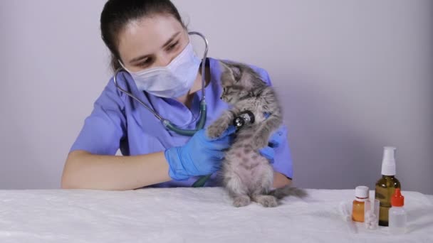 Lekarz weterynarii bada serce i płuca kotka stetoskopem. Klinika weterynaryjna, leczenie i profilaktyka chorób u kotów i zwierząt domowych. — Wideo stockowe