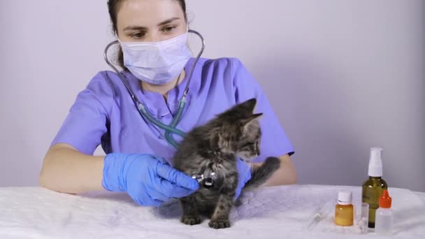 Ветеринар оглядає серце і легені кошеня стетоскопом. Ветеринарна клініка, лікування та профілактика захворювань у котів та домашніх тварин . — стокове відео