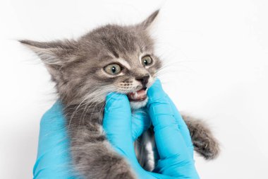 Bir ya da iki aylık bir kedi yavrusunda süt dişlerinin incelenmesi. Kediler için dişçilik, metin için yer