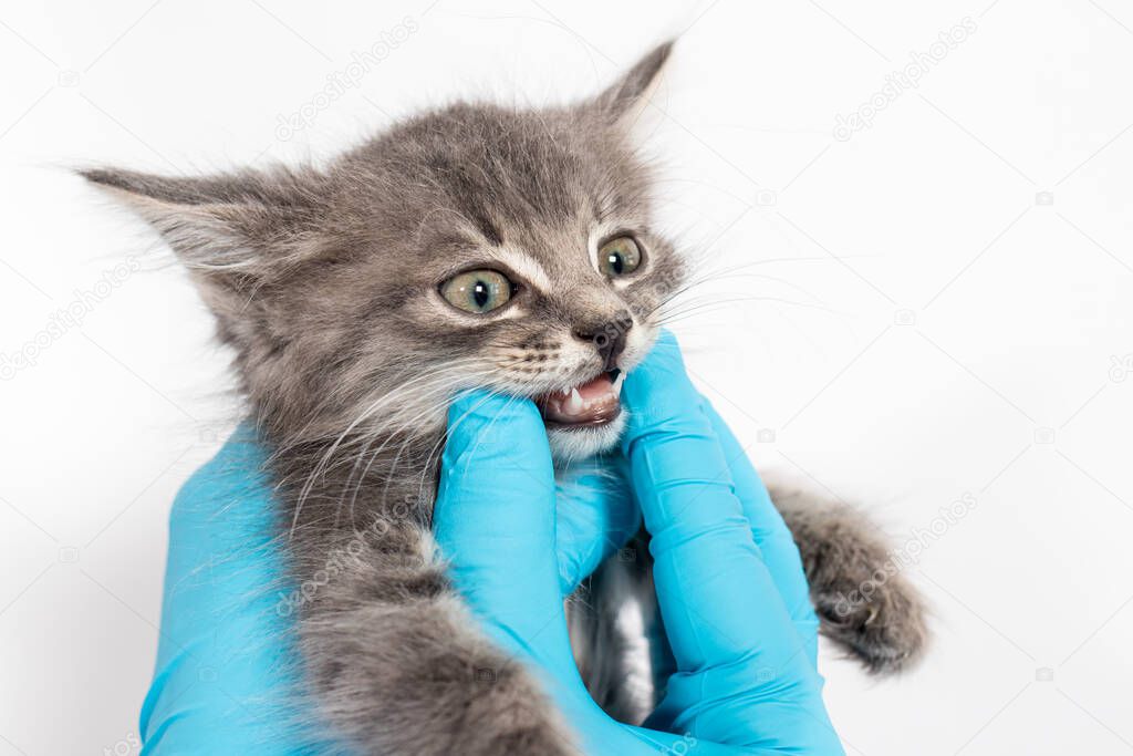 Examination of milk teeth in a 1 or 2 month old kitten. Dentistry for cats, place for text