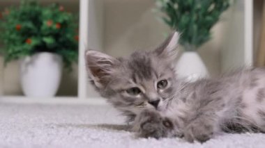 Gri bir kedi yavrusu halıya uzanır, başını çevirir ve etrafına bakar, kulaklarını oynatır.