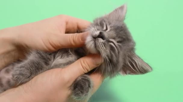 Ανθρώπινα χέρια χαϊδεύουν ένα γκρι γατάκι σε πράσινο φόντο. — Αρχείο Βίντεο