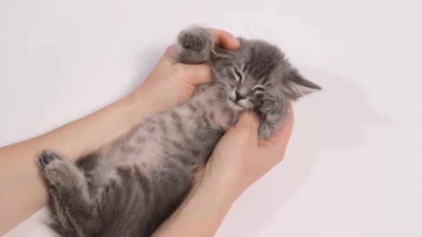 Um homem acaricia um gatinho cinzento adormecido de perto. Duas mãos de mulher e um animal de estimação. — Vídeo de Stock