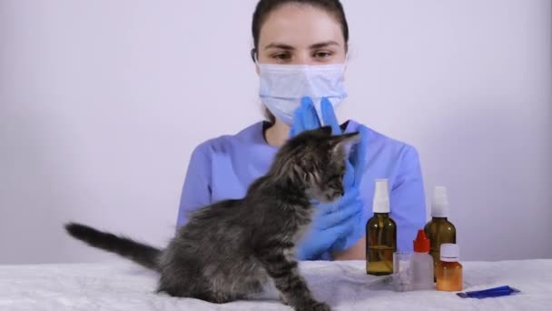 Een dierenarts in een blauw uniform plet een parasiet spray op de kittens schort. — Stockvideo