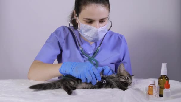 Veteriner, kedi yavrusunun kalbini ve ciğerlerini stetoskopla inceliyor. Kedi ve evcil hayvanlarda veteriner kliniği, tedavi ve hastalıkların önlenmesi. — Stok video