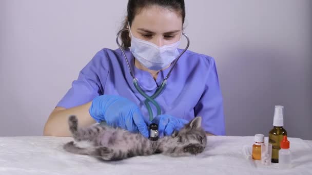 Az állatorvos megvizsgálja a cica egy fonendoszkóppal, az állat kitör, és akar menekülni — Stock videók