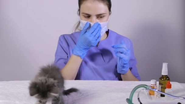 Veterinario Prende Fonendoscopio Prepara Effettuare Auscultazione Del Cuore Dei Polmoni — Video Stock