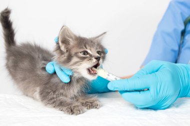 Veteriner yavru kediye solucanlar için bir tedavi veriyor. Kedilerin, veteriner kliniğinin önlenmesi ve tedavisi