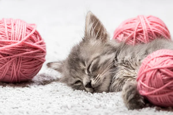 Um pequeno gatinho cinza fofo dorme com bolas de fio rosa. — Fotografia de Stock