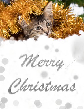 Çizgili bir kedi karda saklanmış, dışarı bakıyor. Beyaz, dikey pankarta Mutlu Noeller..