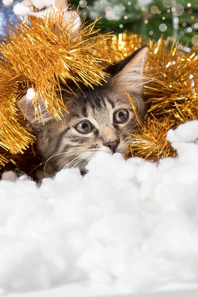 A cute kitten is preparing for Christmas and New Year, looks away hiding in tinsel and snow. Vertical banner place for text. — Stock Photo, Image
