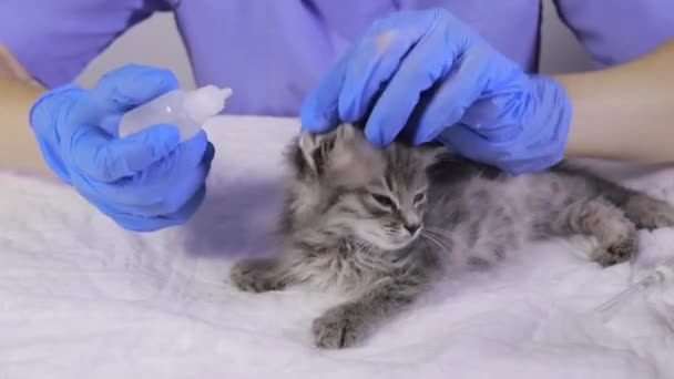 Ο κτηνίατρος στάζει στο αυτί του γατάκι φάρμακο για μέση ωτίτιδα ή παράσιτα του αυτιού — Αρχείο Βίντεο